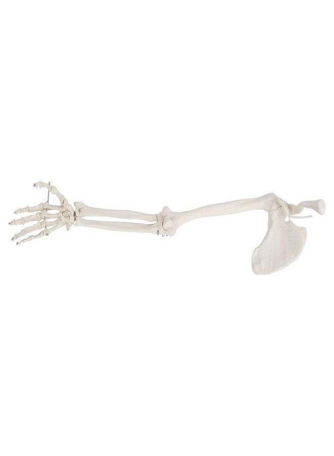 Axis Scientific Human Right Arm Skeleton Model, Accurate Skeleton Model, Arm Model Posable Skeleton Hand, Includes Arm Bone Plus Clavicle, Scapula and Articulated Hand Bone Model, Product Manual - Image 5